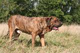 FILA BRASILEIRO 106